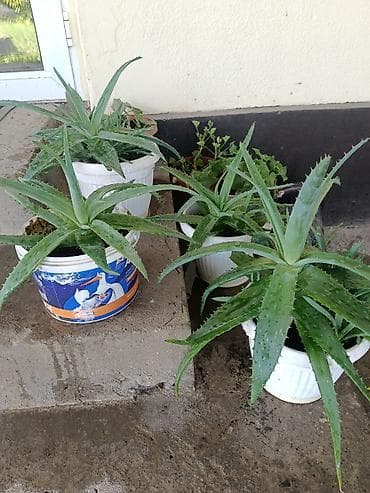 Продаю разные комнатные цветы
Цена разные at lalafo.kg Продаю разные комнатные цветы
Цена разные