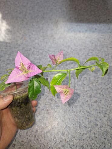 Продаю детки (укорененные черенки) Бугенвиллии.Цена 200-250с за штуку at lalafo.kg Продаю детки (укорененные черенки) Бугенвиллии.Цена 200-250с за штуку