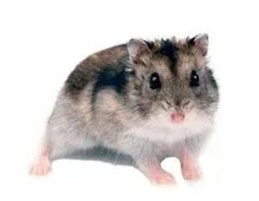 Джунгарский хомячок - Миниатюрный декоративный грызун с характерной at lalafo.kg Джунгарский хомячок - Миниатюрный декоративный грызун с характерной