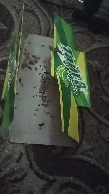 Клеевая ловушка для тараканов at lalafo.kg Клеевая ловушка для тараканов