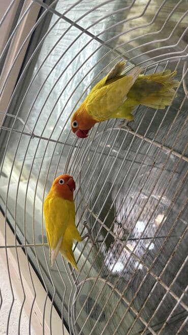 Haima: Продается пара неразлучников. Пара молодая,но уже откладывала пару lalafo.kg да — 2 Haima: Продается пара неразлучников. Пара молодая,но уже откладывала пару — 2