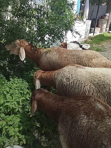 Продаю | Баран (самец) | Для разведения at lalafo.kg Продаю | Баран (самец) | Для разведения
