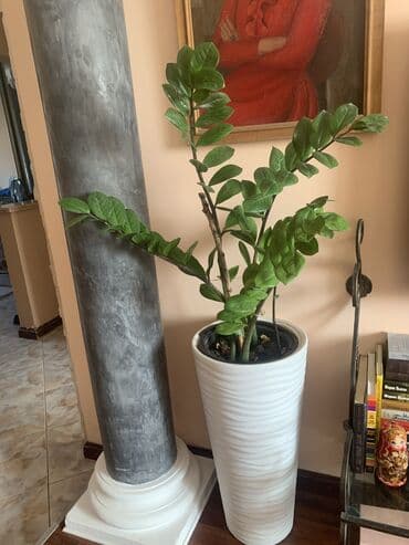 Каждый цветок выше 1 метра,цена 3000 сом at lalafo.kg Каждый цветок выше 1 метра,цена 3000 сом