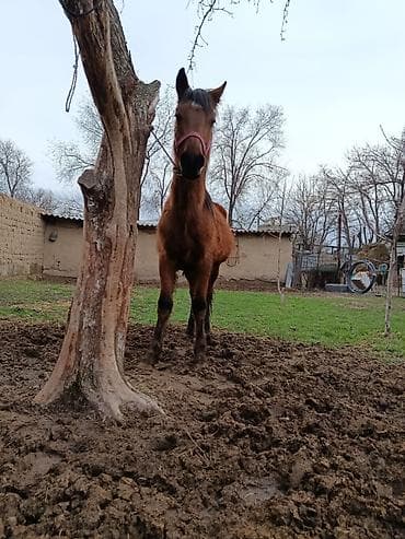 Продаю | Жеребенок | Рабочий at lalafo.kg Продаю | Жеребенок | Рабочий