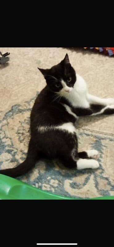 Кошка даром: Беспородная, Девочка, Приучена к лотку at lalafo.kg Кошка даром: Беспородная, Девочка, Приучена к лотку