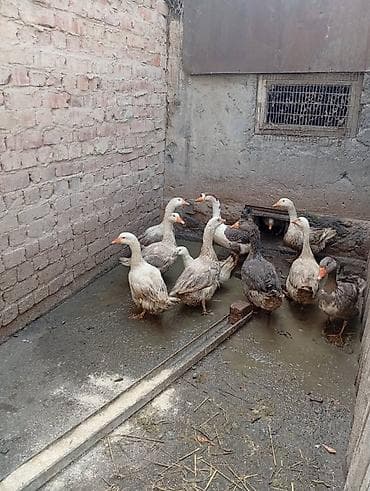 Продаём гусынь. Живые. 10 месяцев. 0 сом. Хорошие, кормили исключить at lalafo.kg Продаём гусынь. Живые. 10 месяцев. 0 сом. Хорошие, кормили исключить