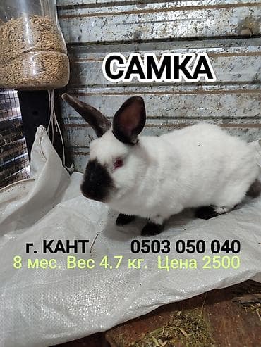 Продаю | Крольчиха (самка) at lalafo.kg Продаю | Крольчиха (самка)