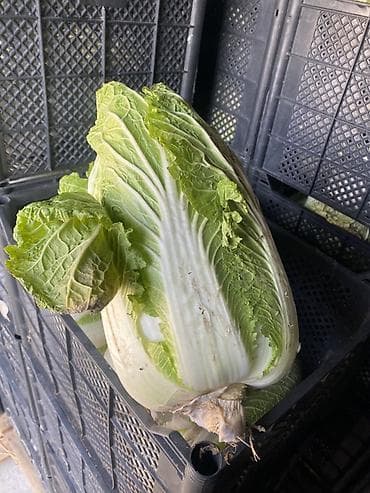 Капуста Пекинская, Оптом at lalafo.kg — 1 Капуста Пекинская, Оптом — 1