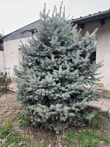 Ель колючая (голубая ель), взрослое сформированное дерево at lalafo.kg Ель колючая (голубая ель), взрослое сформированное дерево