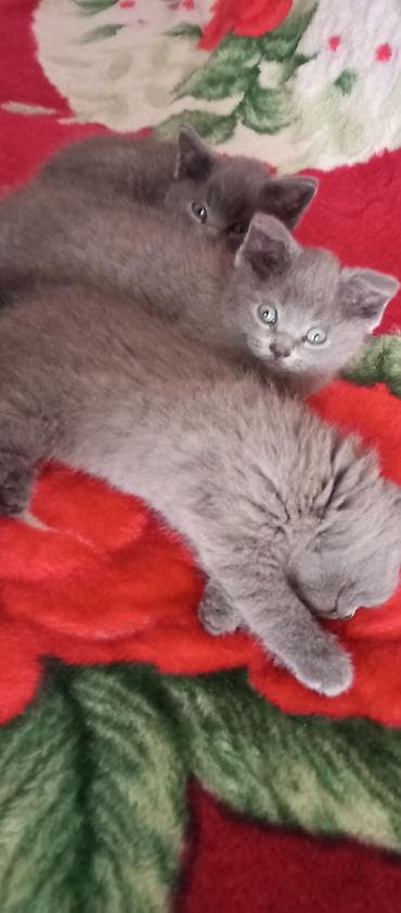 Котята Шотландской Скотиш-Страйт 16.02.26.д.р . 3 шт. Приучены к at lalafo.kg Котята Шотландской Скотиш-Страйт 16.02.26.д.р . 3 шт. Приучены к