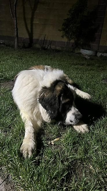 Продаётся Московская сторожевая. Хорошо охраняет дом. Сейчас остаётся at lalafo.kg Продаётся Московская сторожевая. Хорошо охраняет дом. Сейчас остаётся