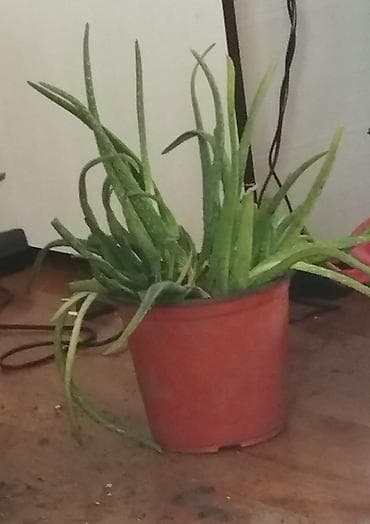Отдам даром куст с детками алоэ. находимся в тунгуче at lalafo.kg Отдам даром куст с детками алоэ. находимся в тунгуче