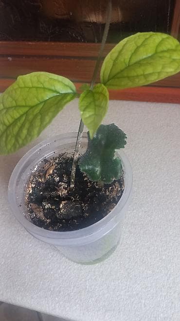 Эпипремнумдар жана сциндапсустар: Продам клеродендрум Томсона,отростки 150 сом lalafo.kg да — 8 Эпипремнумдар жана сциндапсустар: Продам клеродендрум Томсона,отростки 150 сом — 8