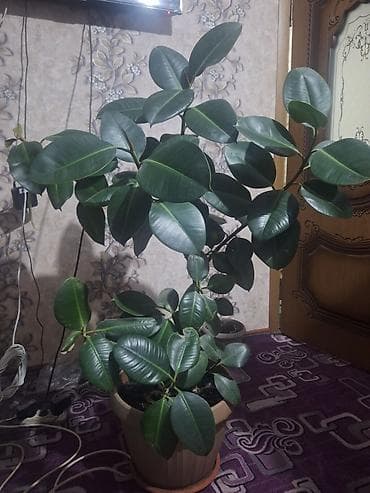 Фикус эластика (каучуконосный), крупное комнатное растение в горшке at lalafo.kg Фикус эластика (каучуконосный), крупное комнатное растение в горшке