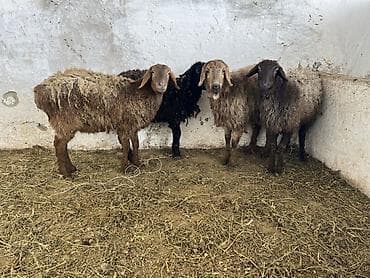 Продаю | Ягненок | Для разведения at lalafo.kg Продаю | Ягненок | Для разведения