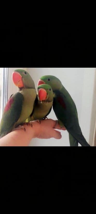 Попугаи Александрийские для обучения к разговору. Есть и ручные тоже at lalafo.kg Попугаи Александрийские для обучения к разговору. Есть и ручные тоже