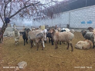 Продаю | Ягненок | Для разведения | Матка at lalafo.kg Продаю | Ягненок | Для разведения | Матка