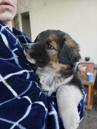 Отдадим щенков в добрые руки, будут хорошие охранники. 6 девочек, 2 at lalafo.kg Отдадим щенков в добрые руки, будут хорошие охранники. 6 девочек, 2