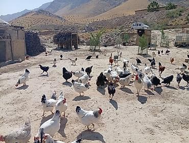 Уй жумурткасы сатылат продается домашные яицо at lalafo.kg Уй жумурткасы сатылат продается домашные яицо