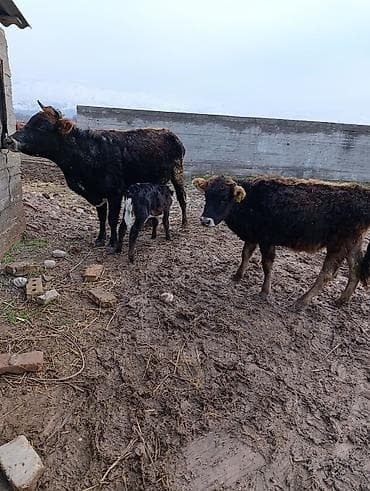 Продаю | Корова (самка) | Для разведения | Нетель at lalafo.kg Продаю | Корова (самка) | Для разведения | Нетель