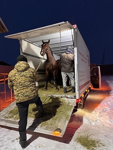 Профессиональная перевозка лошадей - Перевозка 1–2 и более лошадей в at lalafo.kg Профессиональная перевозка лошадей - Перевозка 1–2 и более лошадей в