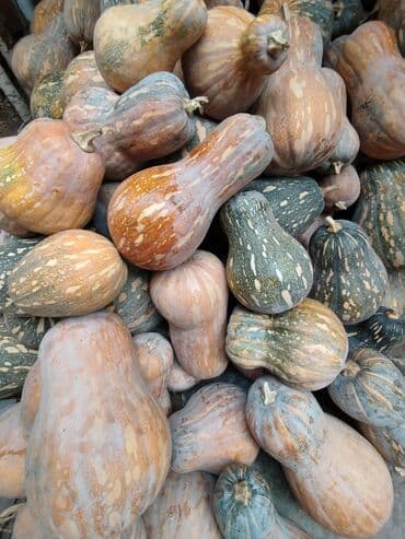 ПРОДАЮ ТЫКВУ !!! 15 сом кг 🙌🏻. ГРУШЕВИДНАЯ ( с огорода )Кара -Балта at lalafo.kg ПРОДАЮ ТЫКВУ !!! 15 сом кг 🙌🏻. ГРУШЕВИДНАЯ ( с огорода )Кара -Балта
