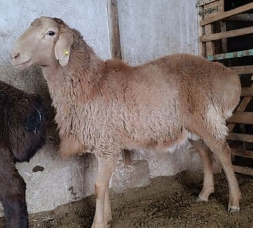 Продаю | Баран (самец) | Арашан | Для разведения | Племенные at lalafo.kg Продаю | Баран (самец) | Арашан | Для разведения | Племенные