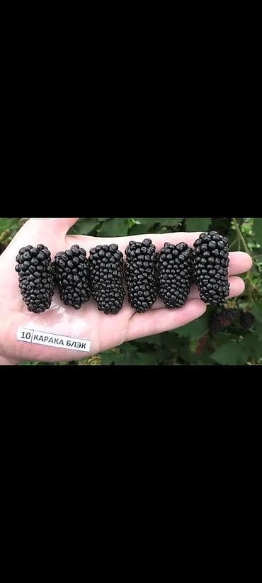 Ежевика КАРАКА БЛЭК- калючий но очень сладкий и ранний сорт. с at lalafo.kg Ежевика КАРАКА БЛЭК- калючий но очень сладкий и ранний сорт. с