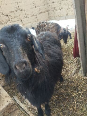 Продаю | Коза (самка) | Для разведения at lalafo.kg Продаю | Коза (самка) | Для разведения