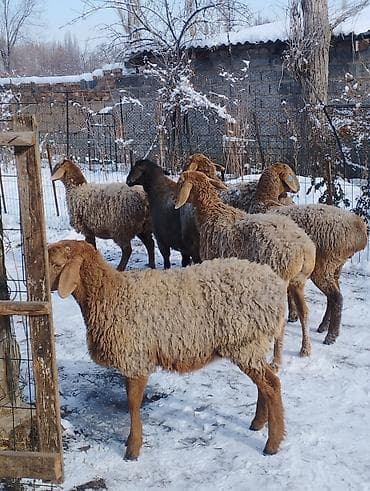 Продаю | Ягненок | Арашан | Для разведения | Матка, Ярка at lalafo.kg Продаю | Ягненок | Арашан | Для разведения | Матка, Ярка