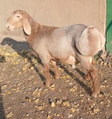 Продаю | Ягненок | Арашан | Для разведения | Осеменитель at lalafo.kg Продаю | Ягненок | Арашан | Для разведения | Осеменитель