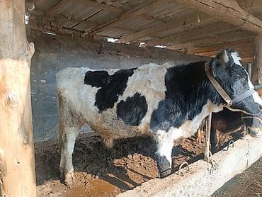 Продаю | Бык (самец) | На откорм, Для разведения | Привязанные at lalafo.kg Продаю | Бык (самец) | На откорм, Для разведения | Привязанные