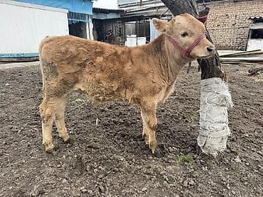 Продаю | Бык (самец), Музоо, торпок | На откорм | Привязанные at lalafo.kg Продаю | Бык (самец), Музоо, торпок | На откорм | Привязанные