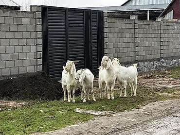 Продаю | Коза (самка), Козёл (самец) | Битал | На забой, Для разведения, Для молока | Племенные at lalafo.kg Продаю | Коза (самка), Козёл (самец) | Битал | На забой, Для разведения, Для молока | Племенные