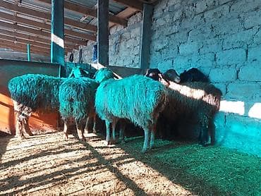 Продаю | Ягненок | Гиссарская, Арашан | На забой at lalafo.kg Продаю | Ягненок | Гиссарская, Арашан | На забой