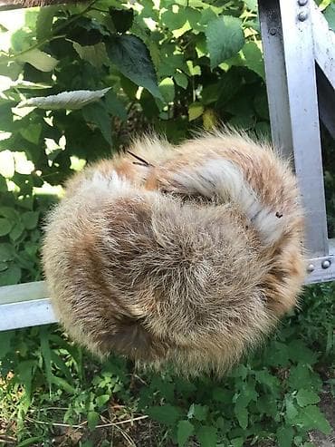 Продаю новую натуральную меховую шапку Мех - лиса Полная, не обманка at lalafo.kg Продаю новую натуральную меховую шапку Мех - лиса Полная, не обманка