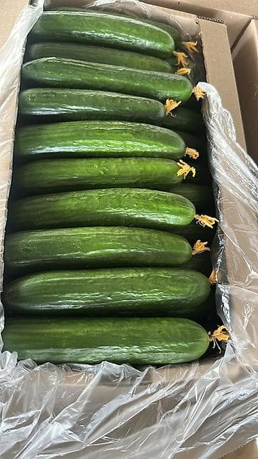 Огурцы at lalafo.kg Огурцы