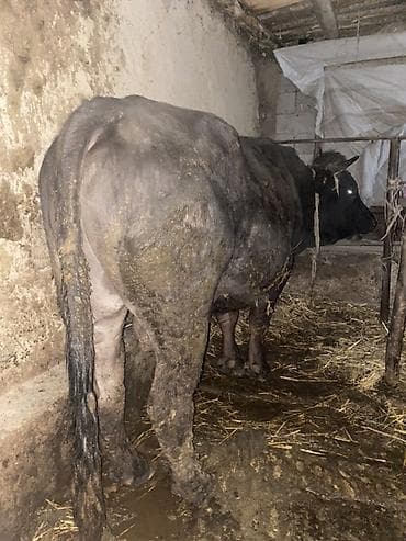 Продаю | Бык (самец) | На откорм | Привязанные at lalafo.kg Продаю | Бык (самец) | На откорм | Привязанные