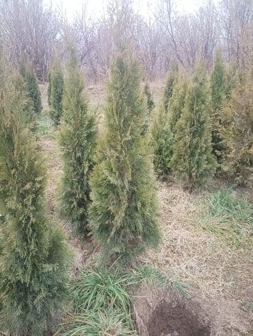 Саженцы деревьев: Туи at lalafo.kg Саженцы деревьев: Туи