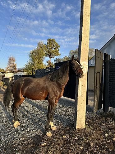 Продаю | Жеребенок | Арабская | Конный спорт | Мерин at lalafo.kg Продаю | Жеребенок | Арабская | Конный спорт | Мерин