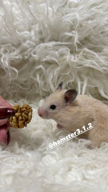 Деңиз чочколору: Продаются хомячки джунгарские, сирийские, ангорские пушистые хомячки lalafo.kg да — 1 Деңиз чочколору: Продаются хомячки джунгарские, сирийские, ангорские пушистые хомячки — 1