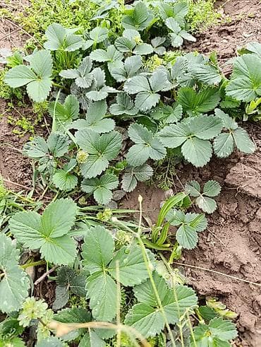 Рассада садовой земляники (клубники) - Сорт: традиционная at lalafo.kg Рассада садовой земляники (клубники) - Сорт: традиционная