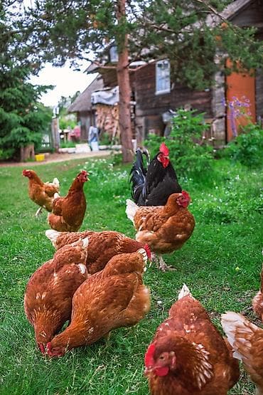 Куплю кур с петухом домашние 10шт.Үй тоок сатып алам корозу менен at lalafo.kg Куплю кур с петухом домашние 10шт.Үй тоок сатып алам корозу менен