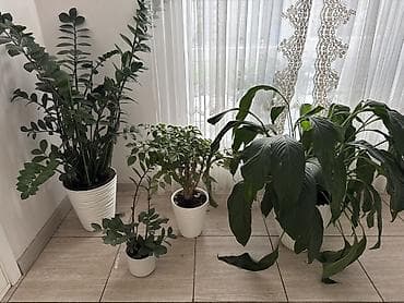 Комнатные растения в декоративных горшках (набор) 2 шт. Замиокулькас at lalafo.kg Комнатные растения в декоративных горшках (набор) 2 шт. Замиокулькас