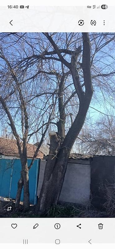 Дрова Самовывоз at lalafo.kg Дрова Самовывоз