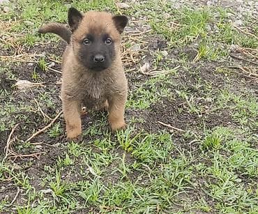 Бельгийская овчарка, 1 месяц, Самец at lalafo.kg Бельгийская овчарка, 1 месяц, Самец
