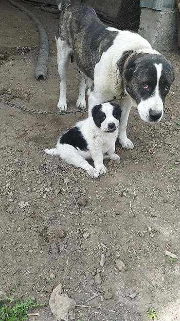 Щенки по15 000 т.с обр по вотсап номеру at lalafo.kg Щенки по15 000 т.с обр по вотсап номеру