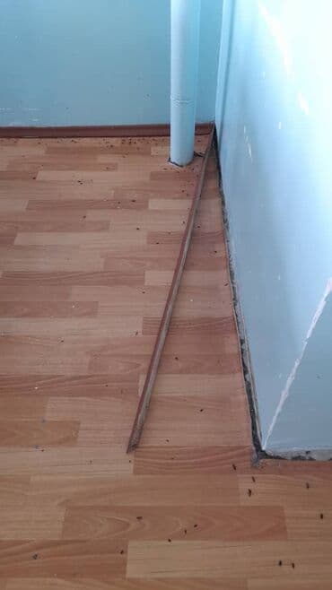 Стирка, прачечная: Дезинфекция, дезинсекция, | Клопы, Блохи, Тараканы, | Транспорт, Офисы, Квартиры at lalafo.kg — 3 Стирка, прачечная: Дезинфекция, дезинсекция, | Клопы, Блохи, Тараканы, | Транспорт, Офисы, Квартиры — 3