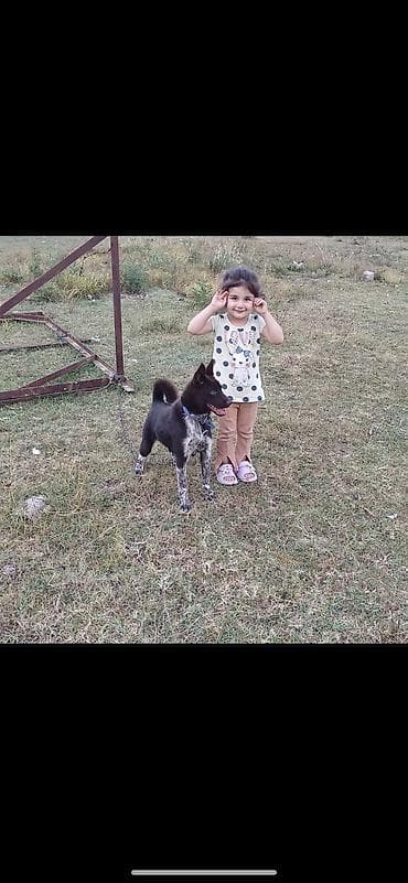 ЩЕНКИ К БРОНИРОВАНИЮ… Порода Собак, Zerdava/Зердава ( ТУРЕЦКАЯ порода at lalafo.kg ЩЕНКИ К БРОНИРОВАНИЮ… Порода Собак, Zerdava/Зердава ( ТУРЕЦКАЯ порода