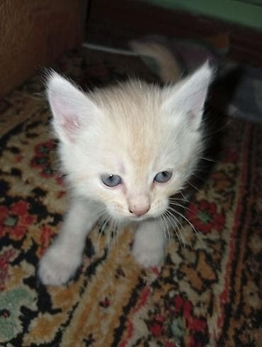 1 месяц, Девочка, Приучена к лотку at lalafo.kg 1 месяц, Девочка, Приучена к лотку